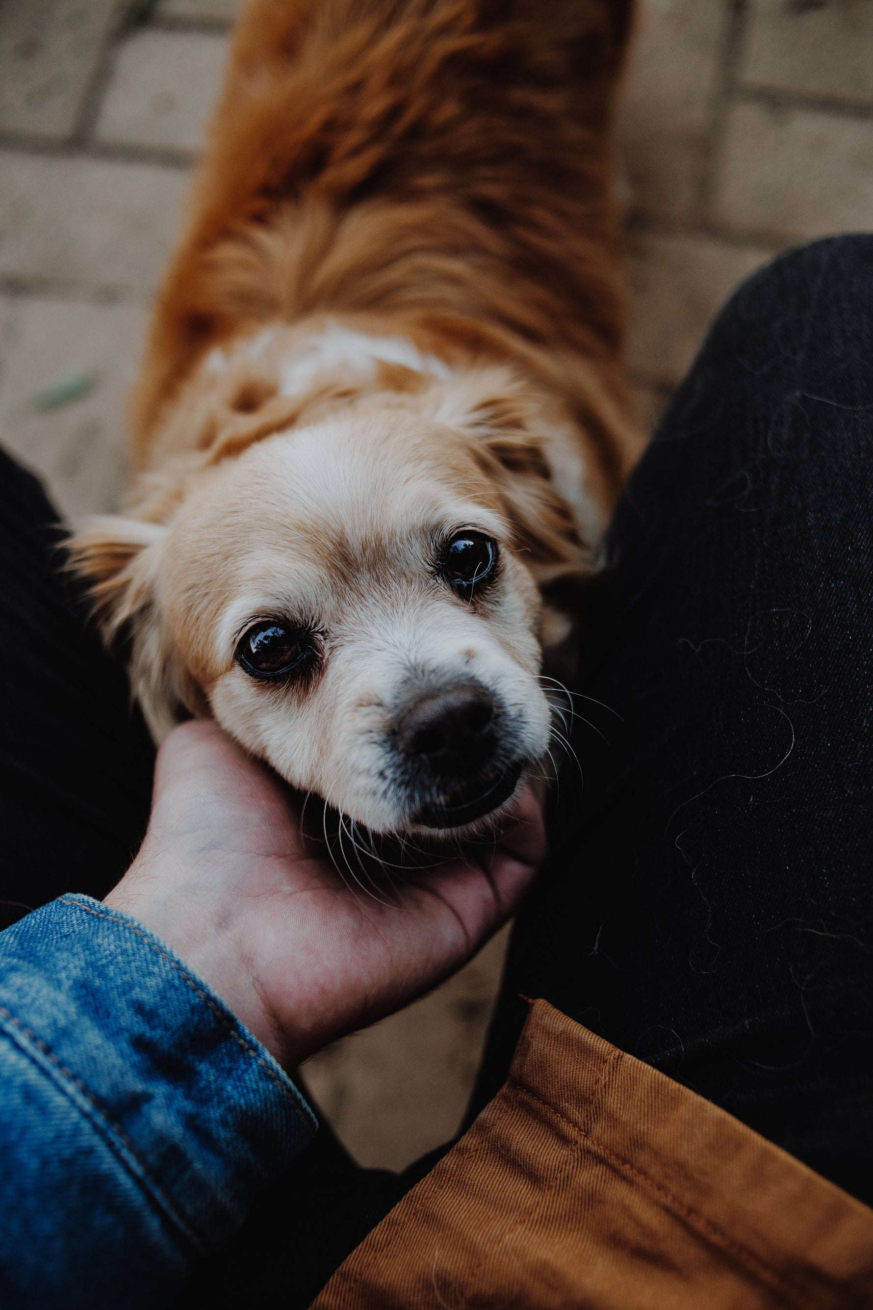 Grooming
Durable, comfortable